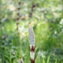 Giant Horsetail