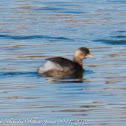 Little Grebe; Zampullín Chico