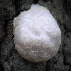 False Puffball