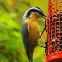 Red-breasted Nuthatch