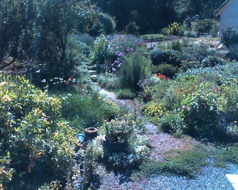 garden.jpg