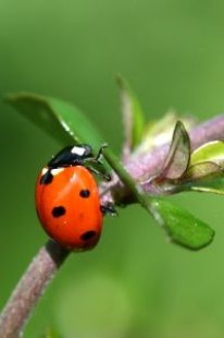 [ladybug_insect_beetle_251167_l[4].jpg]