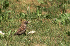 IMG_1638_crop.jpg