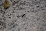 DSC_0162.JPG