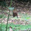 Central American Agouti
