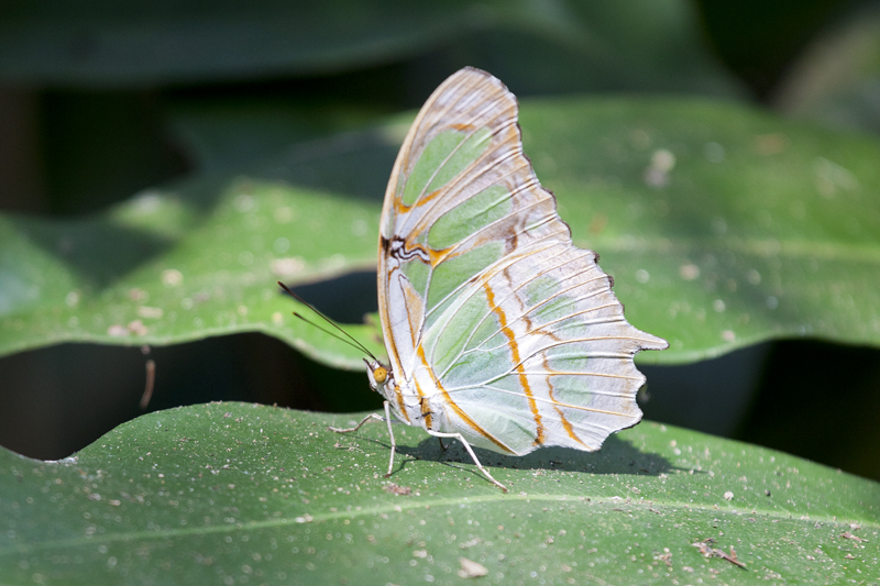 Malachite