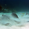 Caribbean Whiptail Stingray