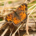Pearl crescent