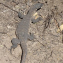 Heath Monitor Lizard