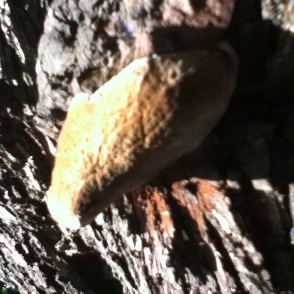 Spotting Image 1