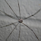 Harvestman