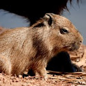 Capybara