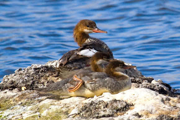 Spotting Image 1