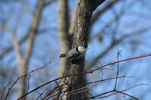 Spotting Image 1