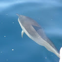 Spinner Dolphin