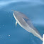 Spinner Dolphin