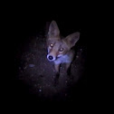 Raposo (gl), Zorro (es), Fox (uk)