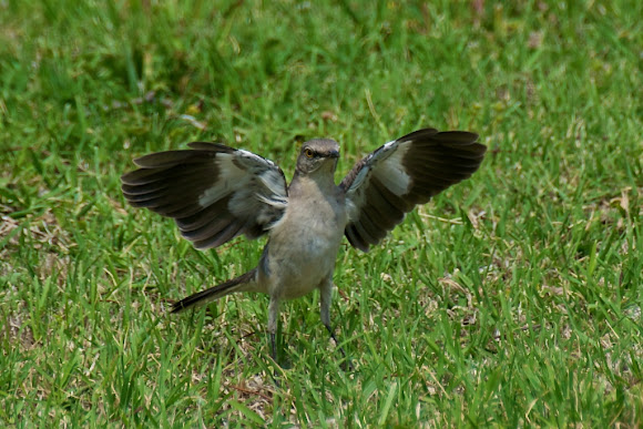 Spotting Image 1