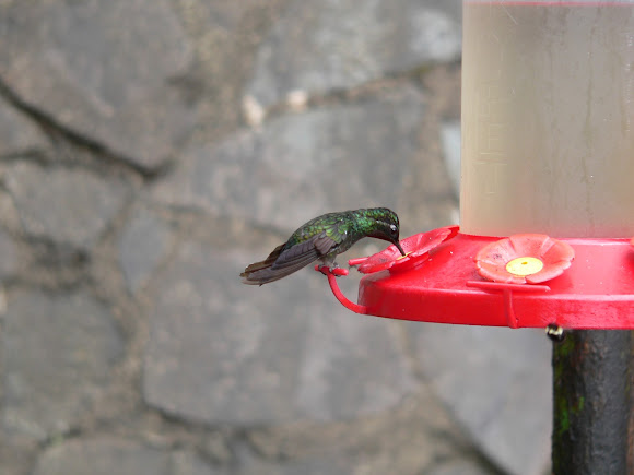 Spotting Image 1