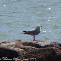 Audouin's Gull; Gaviota de Audouin