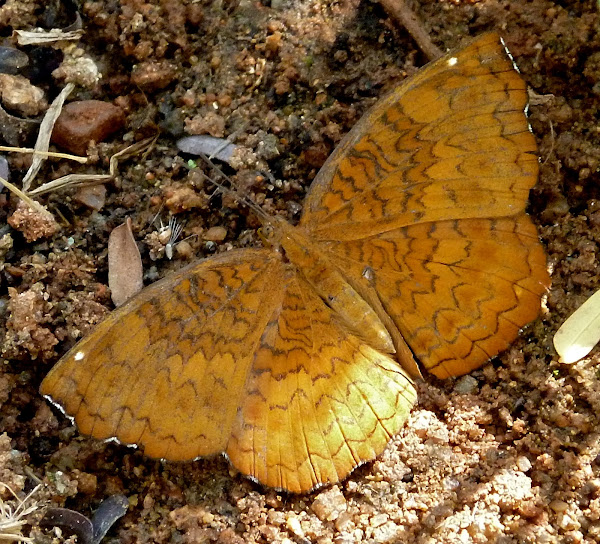 Common Castor Project Noah