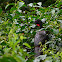 Crested Guan