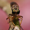 Robber Fly