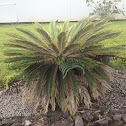 Japanese Sago Palm