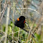 Red-Backed Fairy-Wren