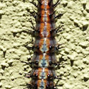 Gulf Fritallary Larvae