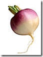 turnip