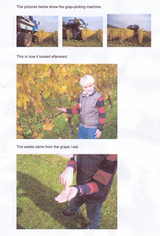 [sivert grape picking 3[6].jpg]