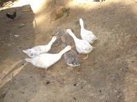 DSC05027.jpg