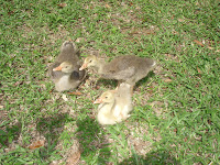 DSC05048.jpg