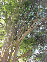 DSC05071.jpg