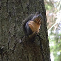 Douglas Squirrel