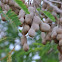 Tamarind