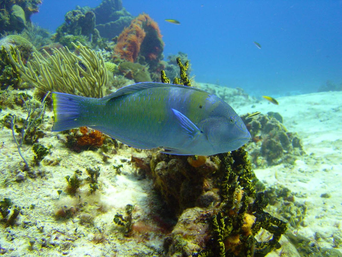 Puddingwife wrasse Project Noah