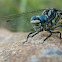 The Rock Hooktail