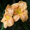 Lilly