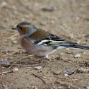 Chaffinch