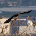 Marsh Harrier; Aguilucho Lagunero