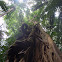 Strangler Fig Tree