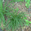 Small daylilies (orange)