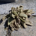 Mullein