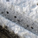 Raccoon (tracks)
