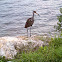 Limpkin