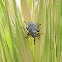 Weevil