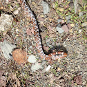 Eastern Milk Snake