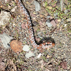 Eastern Milk Snake
